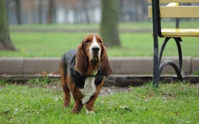 Basset Hound Basset Hound